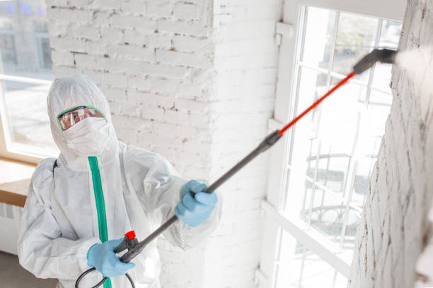 Best Mold Odor Removal Services  in West Little River, FL