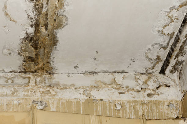 Best Commercial Mold Inspection  in West Little River, FL