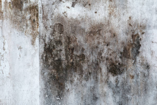  West Little River, FL Mold Removal Pros