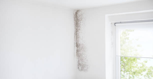 Reliable West Little River, FL Mold Removal Solutions