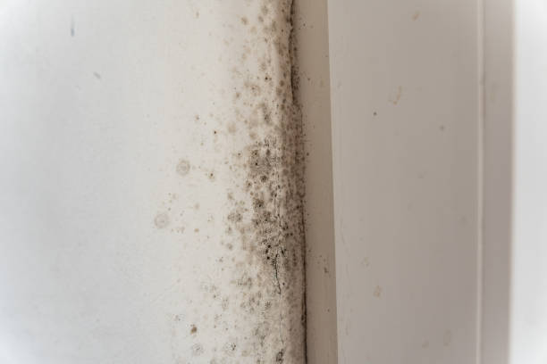Best Mold Damage Restoration  in West Little River, FL